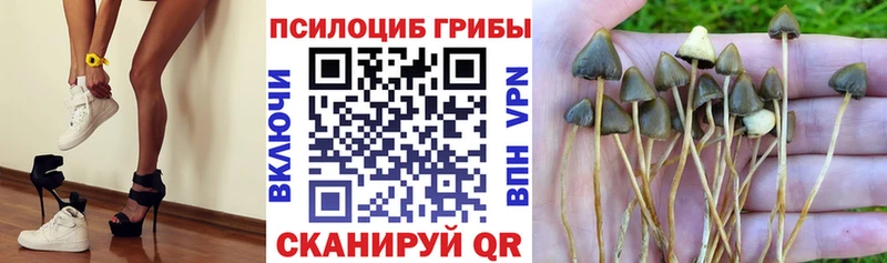 Псилоцибиновые грибы Psilocybine cubensis  Краснокаменск 